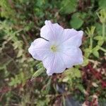Petunia axillaris Virág