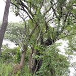 Zanthoxylum chalybeum आदत