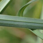 Carex rostrata Blad