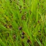 Juncus alpinoarticulatus Hábito