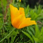 Eschscholzia californica Çiçek