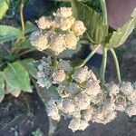 Parthenium integrifolium Çiçek