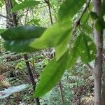 Synsepalum dulcificum Leaf