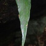 Asplenium subintegrum Лист