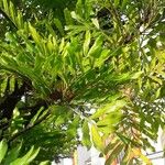 Filicium decipiens Leaf