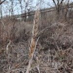 Elymus virginicus Leaf