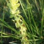 Sideritis montana Fula
