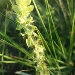 Sideritis montana Flower