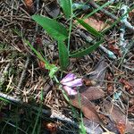 Polygala californica 整株植物