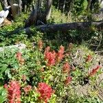 Castilleja miniata Flower