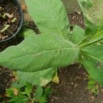 Verbascum thapsusList