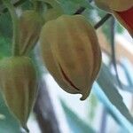 Abutilon megapotamicum Λουλούδι