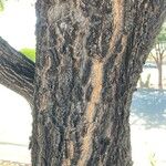 Quercus fusiformis Corteza