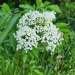 Sambucus canadensisFlower