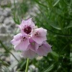 Allium narcissiflorum Квітка