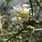 Mirabilis laevis Fleur