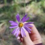 Dieteria canescens Fleur