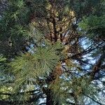 Sequoiadendron giganteum (Lindl.) J.BuchholzLiść