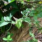 Corchorus siliquosus Leaf