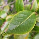 Camellia japonica Blatt