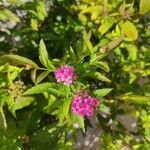 Spiraea japonica Fiore