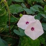 Ipomoea obscura Flower