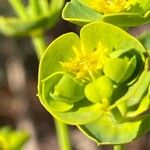 Euphorbia segetalisFiore