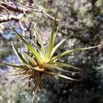 Tillandsia aeranthos 葉