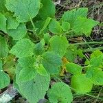 Physalis heterophylla Foglia