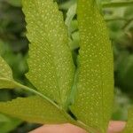 Cyrtomium falcatum Leaf