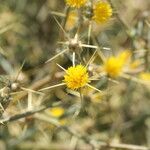 Centaurea solstitialis Fula