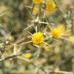 Centaurea solstitialis പുഷ്പം