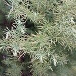 Cryptomeria japonica ᱥᱟᱠᱟᱢ