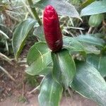 Costus spiralisLapas