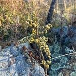 Toxicodendron rydbergii Fruit