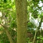 Cornus sericea Kéreg