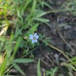 Sisyrinchium rosulatum Цветок