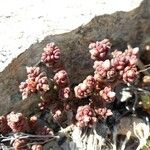 Sedum andegavense 形態