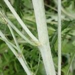 Malva alcea Schors