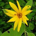 Helianthus divaricatus Цветок