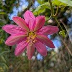 Passiflora tripartita Flor