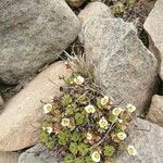 Ranunculus glacialis ফুল