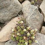 Ranunculus glacialis Blüte