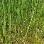 Equisetum fluviatile Habitat