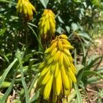 Aloe striatula Floare