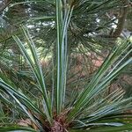 Pinus monticola Hoja