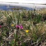 Primula pauciflora Fiore