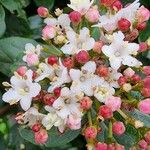 Viburnum rigidum Fleur