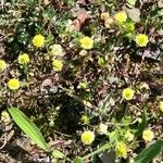 Trifolium campestre Kwiat