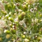 Erigeron sumatrensisFloare